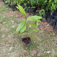 bibit tanaman pohon kayu eboni | kayu hitam