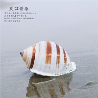 【螺貝藝】天然貝殼大海螺琴螺卷貝魚繁殖殼多肉花盆魚缸裝飾品