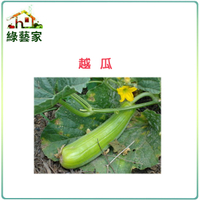 【綠藝家】G16.越瓜(青醃瓜)種子50顆