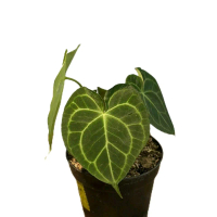 Clarinervium Queen Anthurium Clari Queen Plus Pot Tanaman