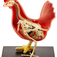 4D Chicken Full Skeletion Funny ANATOMY MODEL Medical Animal Skull Skeleton Anatomical Cock Model Kids Science Educational Toys