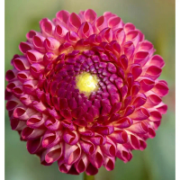 5 Biji Segar Benih Bunga Dahlia 'Burlesca' Flower Dahlia Seed - 5 Seed