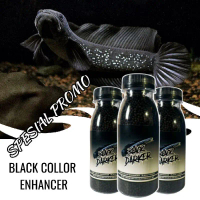 Cám Black Darker | Cám Cá Lóc Trân Châu Đen - Ngũ Sắc | Đậm Màu | Lên Châu |