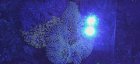 Trumbu Terumbu Air Laut Anemon Karpet B