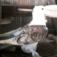 BURUNG MERPATI HIAS SANTINET BETINA SATUAN