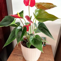 Tanaman Hias Anthurium Bunga - Anthurium Micky Mouse Bibit