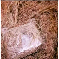 1kg daun cemara pinus kering