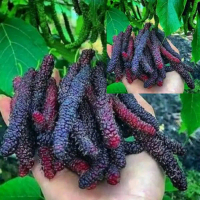 Bibit murbei jumbo cepat berbuah hasil okulasi