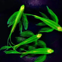 Green Danio Slayer Tetra Zebra