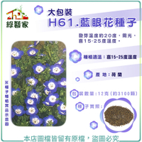 【綠藝家】大包裝H61.藍眼花種子12克(約3100顆)(藍龍)