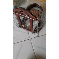 Kandang jebak burung puyuh
