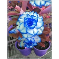Bibit bunga Kamboja Jepang - Kamboja Adenium Bunga Biru - Bunga Hias