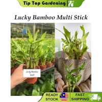 Real Live Plant Lucky Bamboo Multi Stick Pokok Hidup Lucky Bamboo
