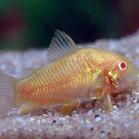 corydoras albino- hiasan aquarium aquascape