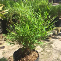 tanaman bambu jepang micro
