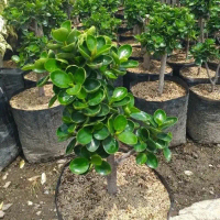 Tanaman Hias Beringin Dollar Micro - Ficus Microcarpa Mini - Bonsai Beringin - Dekorasi Rumah Indoor