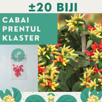 20 Benih Bibit Cabe Cabai Rawit Prentul Klaster Viral Buah Bergerombol Rawit Merah Super Sayuran Ben