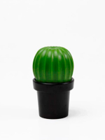 TASTY CACTUS BKGR