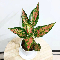 tanaman hias aglaonema aglonema ruby pink garuda