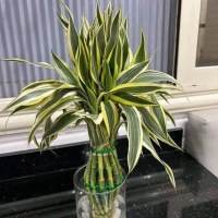 Tanaman Hias Dracena Susun - Dracena Bambu Susun
