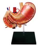 4D Stomach Anatomical Model Gastric Anatomy Model Human Digestive System Medical Organ Structure Skeleton Anatomical Model