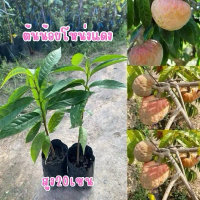 ต้นน้อยโหน่ง ชุด3ต้น85บาท พร้อมปลูก