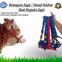 BRANGUS SAPI / HEAD HALTER IKAT KEPALA SAPI