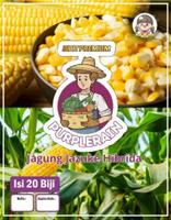 Bibit Premium Jagung Jazuke Hibrida | Benih Jagung Jazuke Hibrida |Jagung