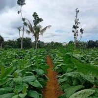 Benih Prancak 95 (1 gram) - Khas Madura - Karakter Manis & Harum