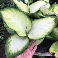 TANAMAN HIAS BUNGA AGLONEMA MMIRANTI TISU PUTIH/TANAMAN AGLONEMA