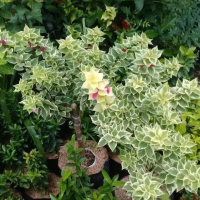 PROMO!!BUGENVIL VARIEGATA SINGAPORE BATANG BESAR
