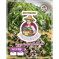 Bibit Premium Daun Kelor Limaran | Benih Daun Kelor Limaran