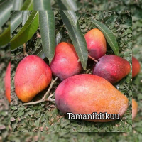 Bibit Mangga Yuwen Seri 6 Tinggi 1 Meteran Unggul