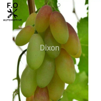 Bibit anggur import dixon Grafting cepat berbuah