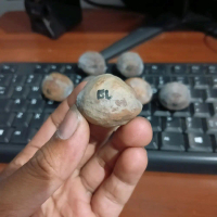 Muncang / Kemiri Jenis Jalim si bule ( Mentah )