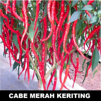 CABE KERITING 50 Biji / Benih / bibit CABE MERAH KERITING - TOKO BIBIT MAKMUR