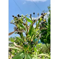 Bibit Premium Jali-Jali Betawi | Benih Tanaman Jali-jali|Biji Bibit Jali|Bibit barley|Benih Jali