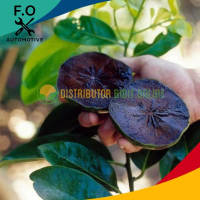 Bibit Tanaman Buah Black Sapote Jumbo ( Sawo Hitam ) okulasi original