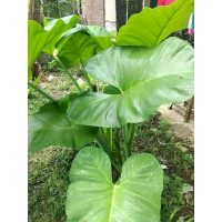 Sayur talas lompong,Di ambil saat orderan masuk di jamin kesegarannya