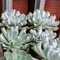 Tanaman indoor import kaktus mini sukulen / tamam hias kaktus mini Echevaria topsy turvy