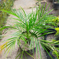 Bibit  Tanaman Hias Palem Phoenix Murah