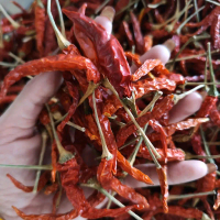 35.พริกแดงหัวเรือศรีสะเกษแท้เผ็ด จัดจ้าน ดุดัน พริกหัวเรือ 1กิโล 180บาท เกรด A