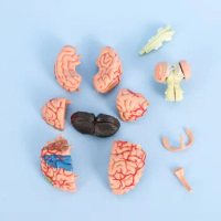 DARHMMY 4D Medical Removable Model Assembled Model Structure Of The Brain Anatomy Brain Model Anatomy Medical Teaching Tool