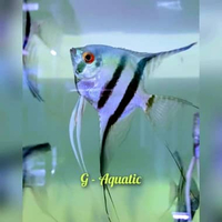 ikan manfish blue Pinoy size L