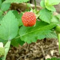 Bibit Buah Bibit Tanaman Raspberry - Pohon Buah Raspberry - Buah Arbei Rametuk01