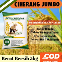 Benih Padi Ciherang Jumbo 5 KG - Bibit Unggul untuk Kebun Sendiri - COD Bayar Ditempat