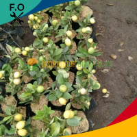 Bibit  tanamanJeruk Lemon Lokal Kondisi Berbuah
