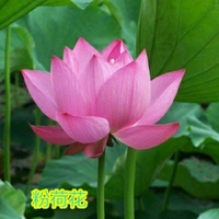 688花園:大型荷花種子 觀賞荷花 花籽 池塘專用蓮藕種子 水生花卉種子