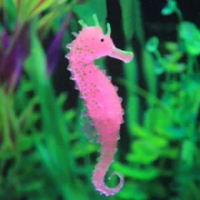 Harga Ikan Hidup Laut Terbaru November 2021 Biggo Indonesia
