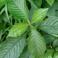 daun keji beling / pecan beling 100 lembar segar untuk obat herbal